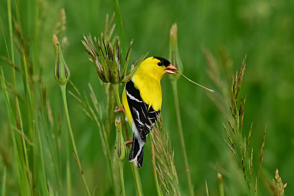 American Gold Finch on native grasses