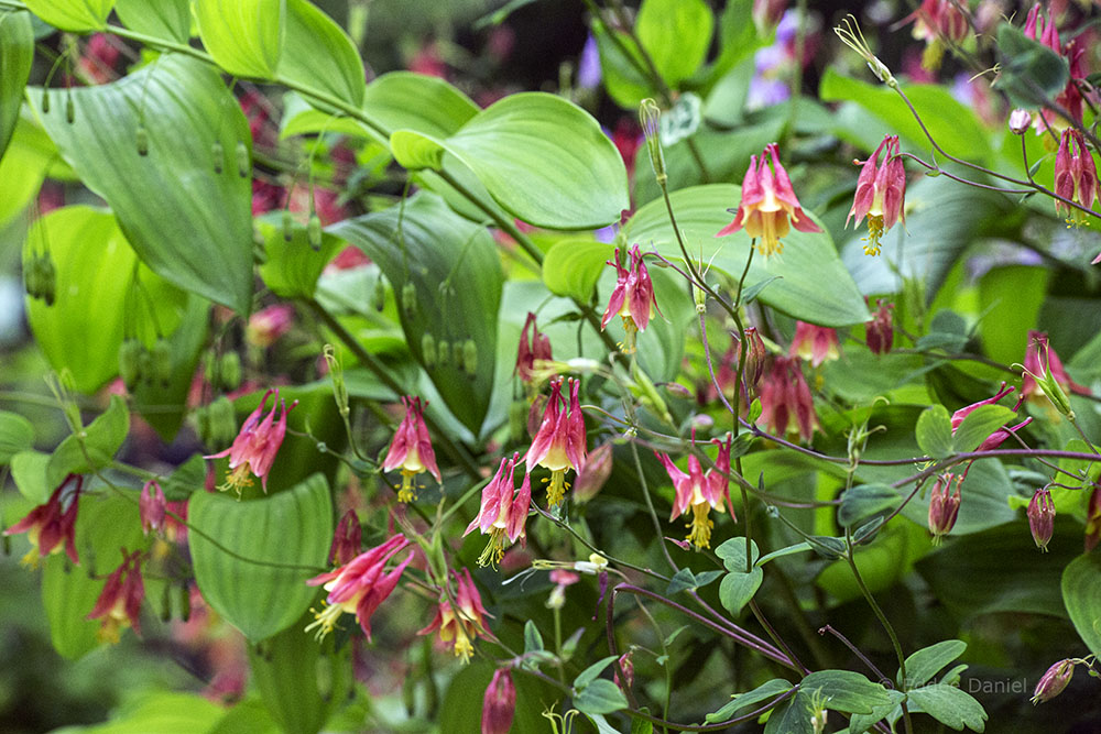 A patch of native columbine 