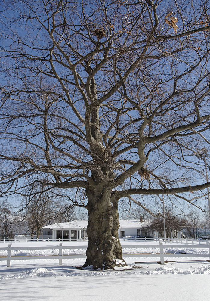 This gnarly European Copper Beech greeted us as we began our tour.