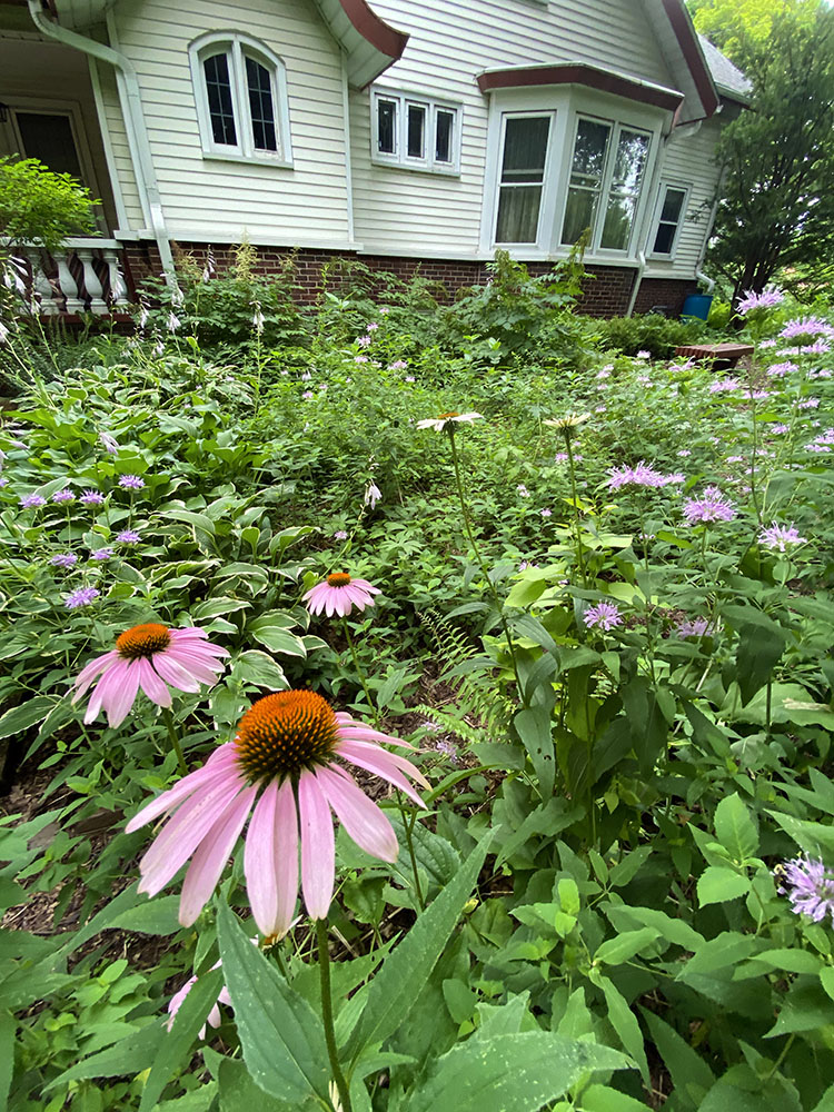 Urban yard planted with (mostly) native wildflowers