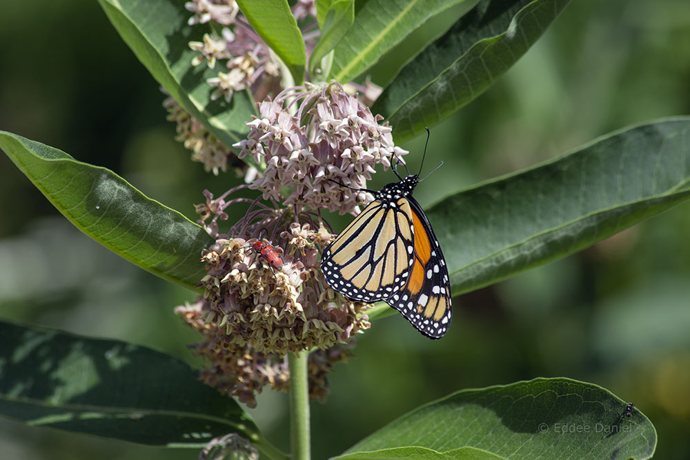 Monarch on milkweed