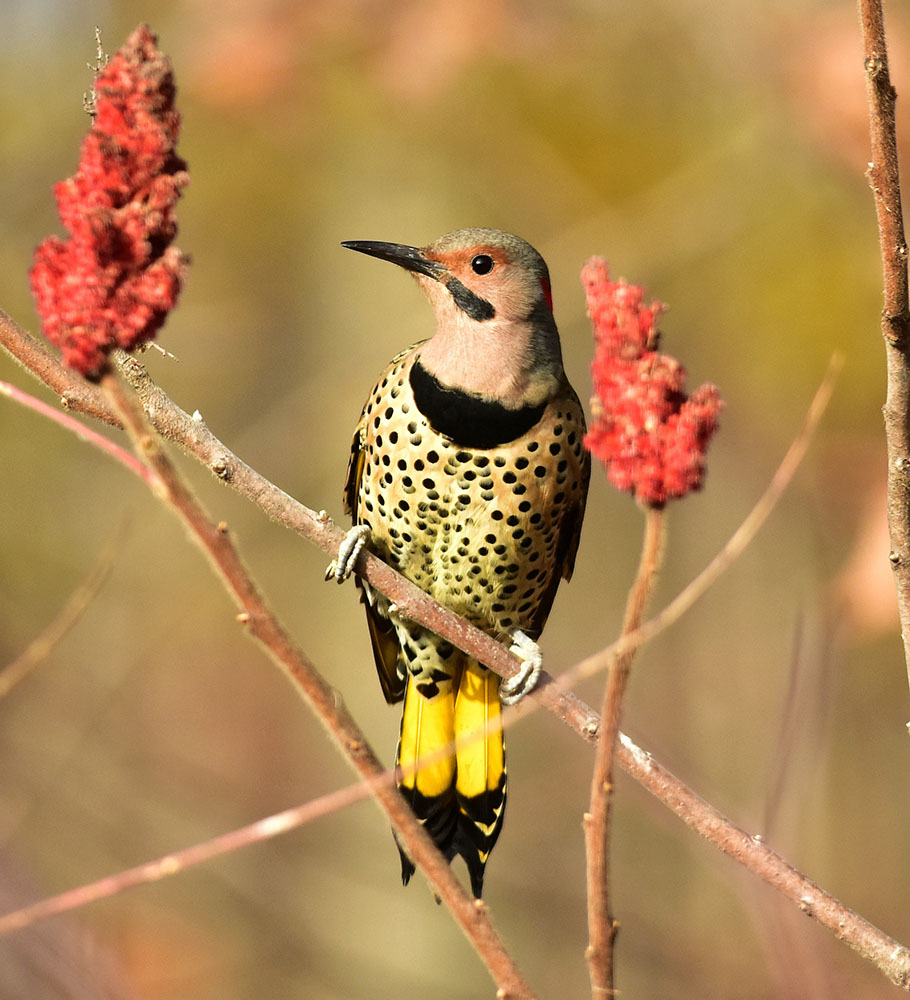 Northern Flicker on native Sumac