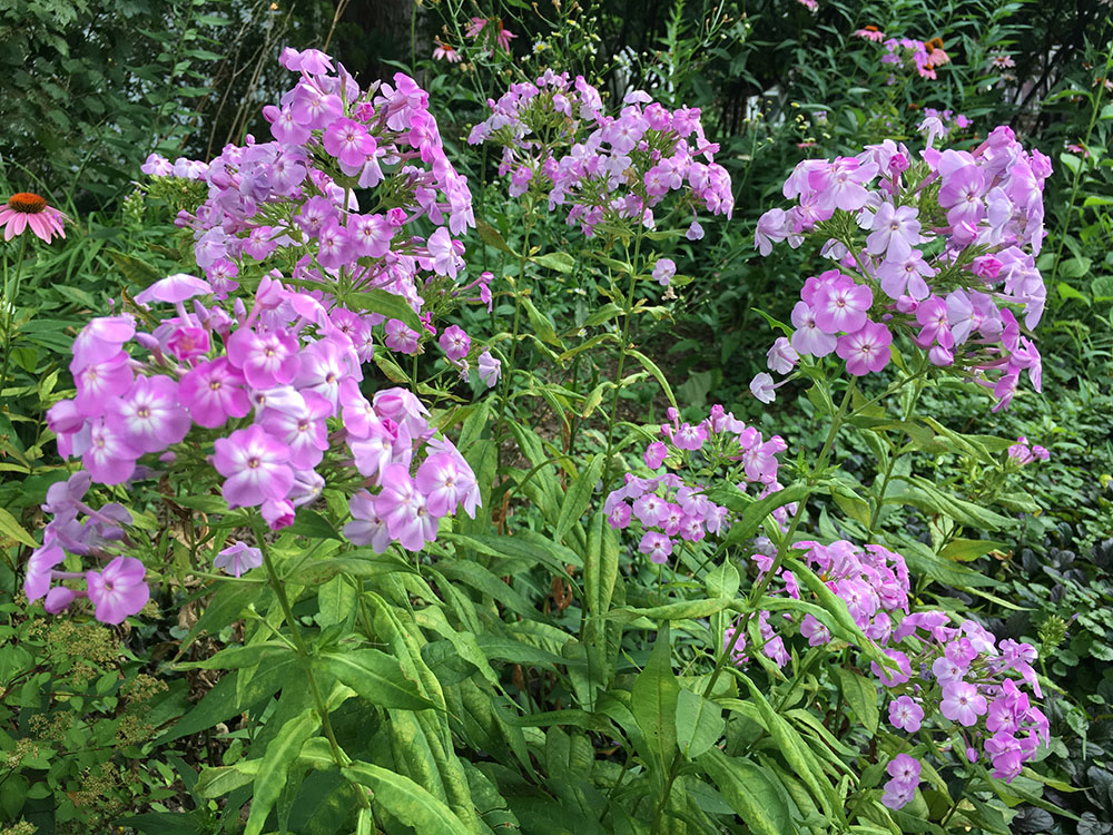 Native phlox 