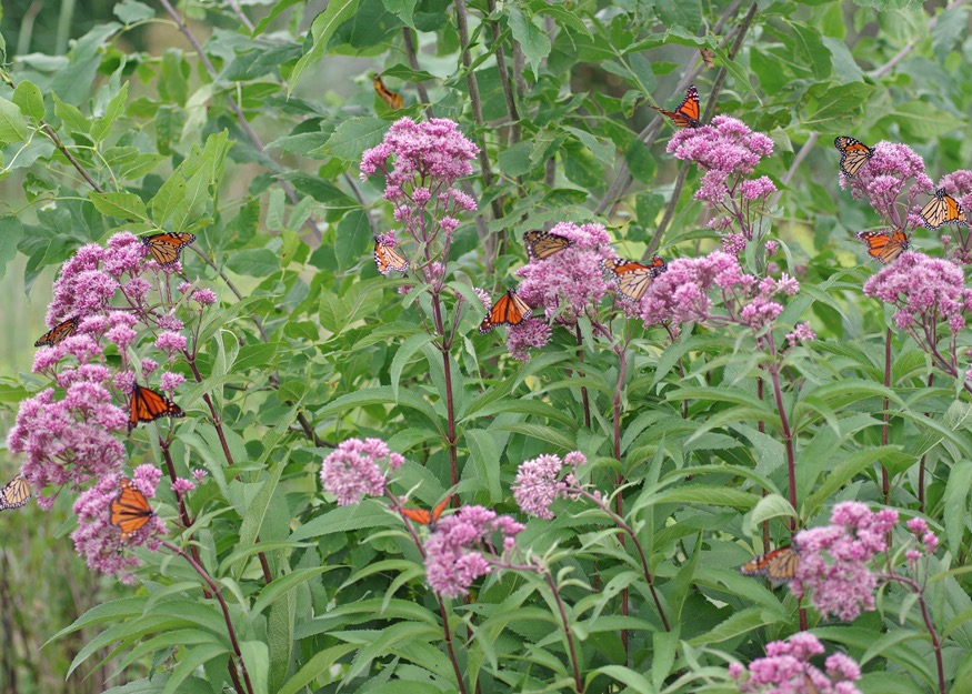 Monarch butterflies on native Joe Pye Weed