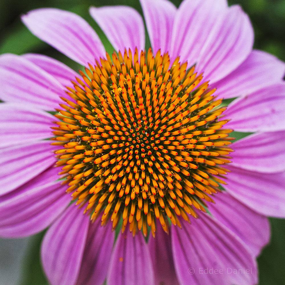 Purple coneflower