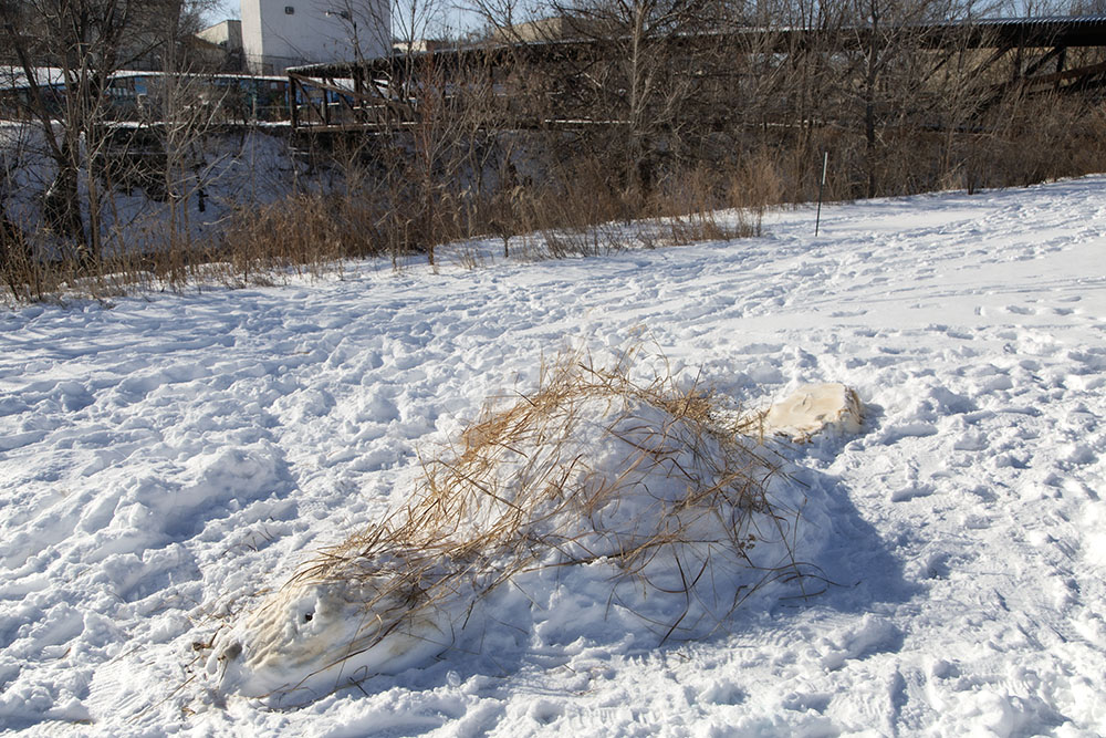 snow beaver