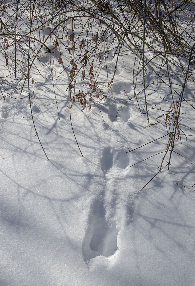 Galloping rabbit tracks lead into cover.