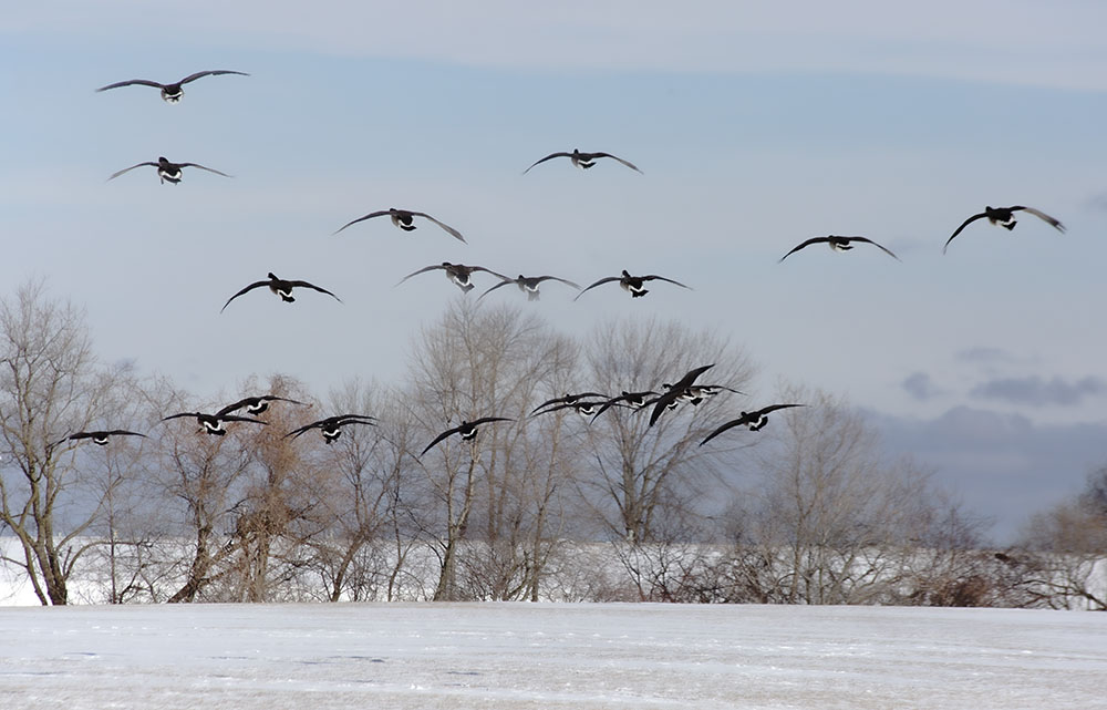 A flock of Canada Geese land on the Lakefront.