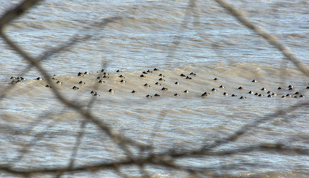 A raft of Greater Scaup resting on the cold Lake Michigan water.