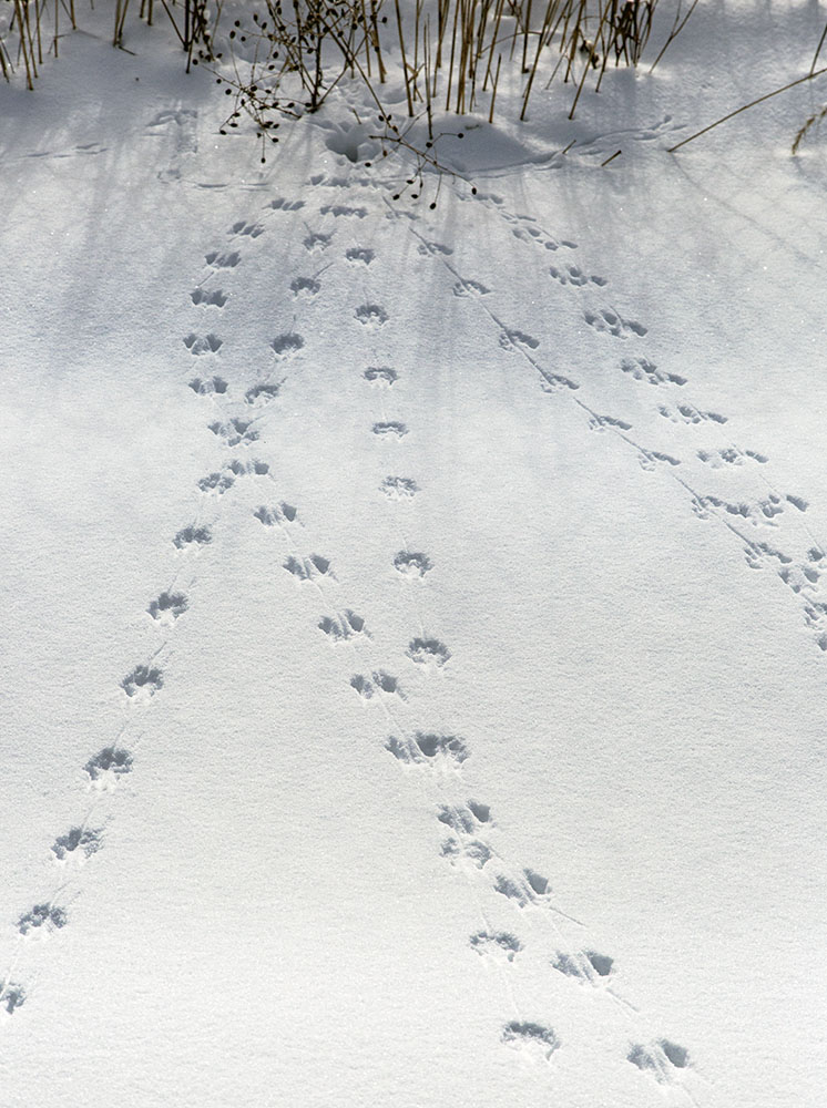 animal tracks