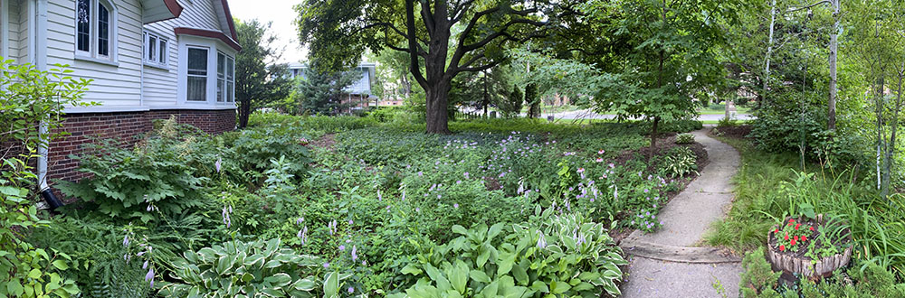 Native landscaping in a small yard