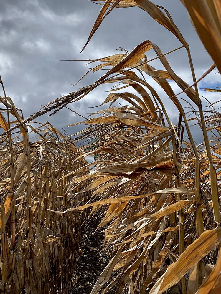 Corn Stalks in the Wind