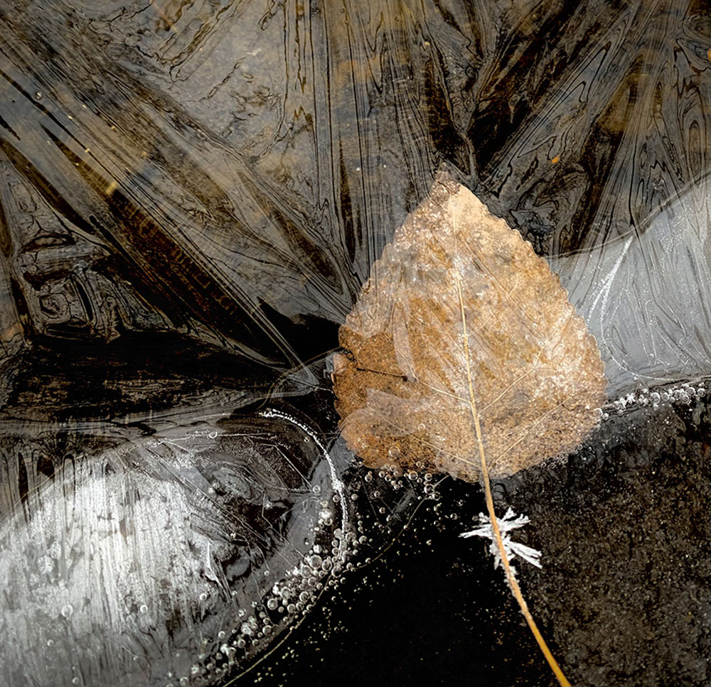 Frozen Leaf