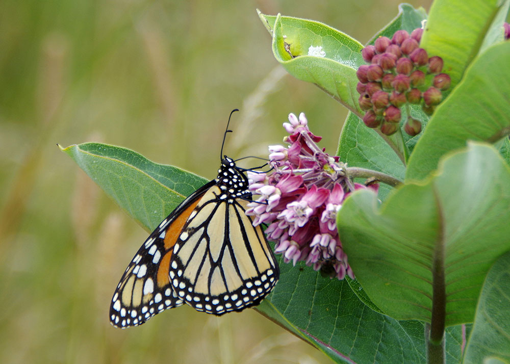 Monarch butterfly on milkweed