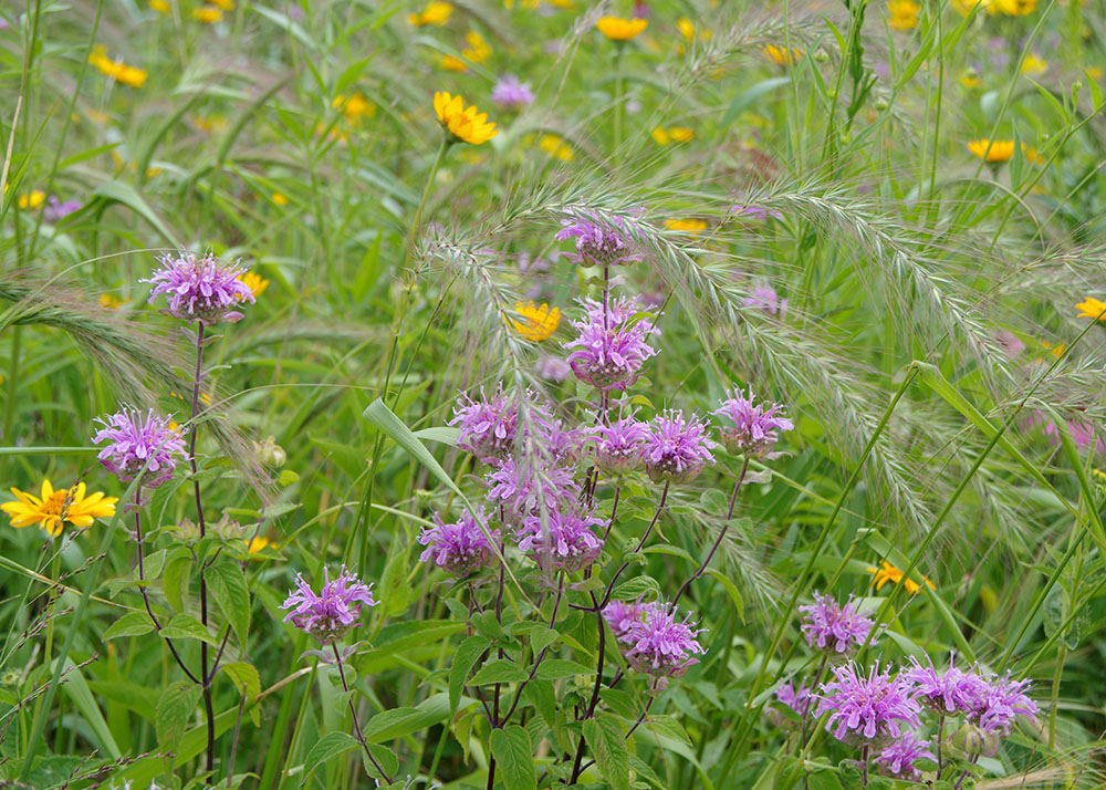 Native wildflowers and grasses