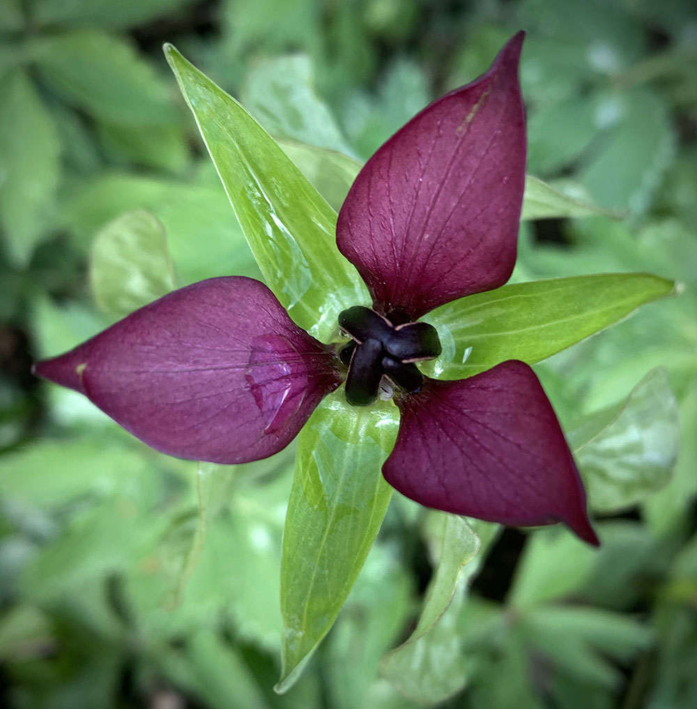 Purple Flower