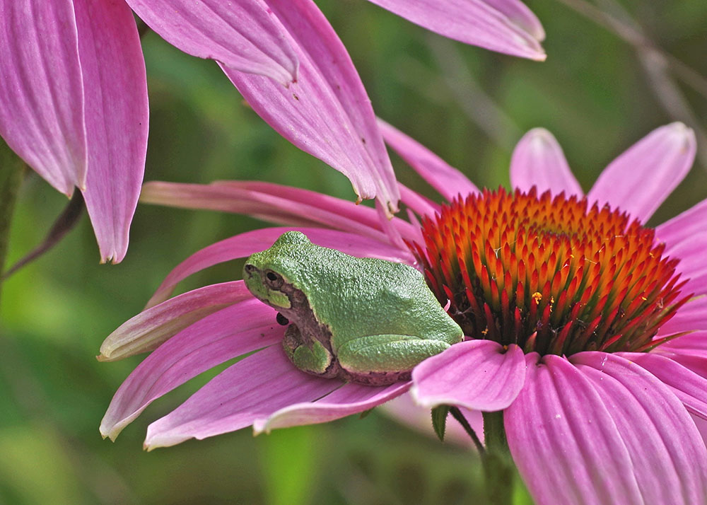 Tree frog on purple coneflower