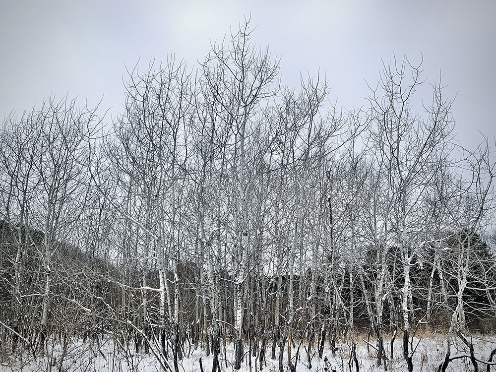 White Trees