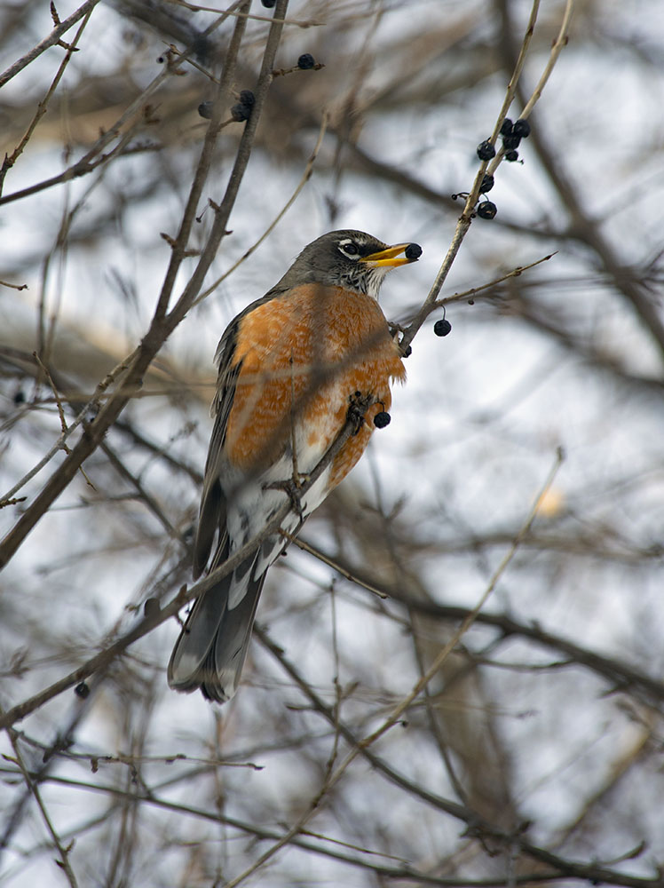 A robin eating a buckthorn berry