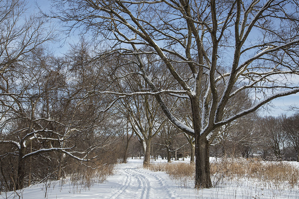 The ski trail