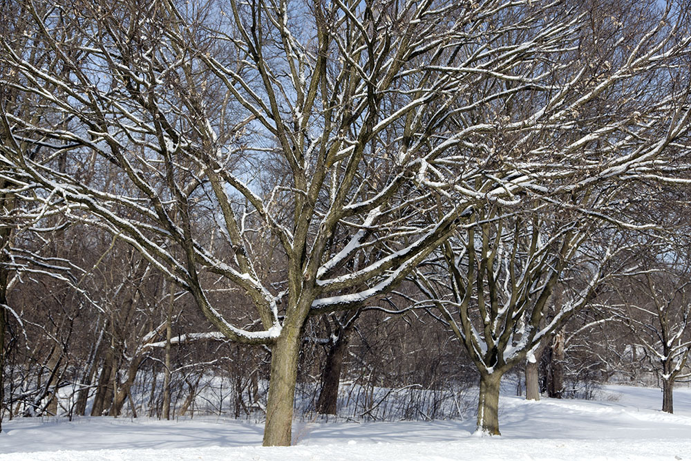 The Milwaukee River Parkway