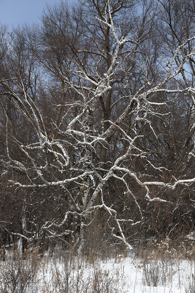 Entering the island's woods