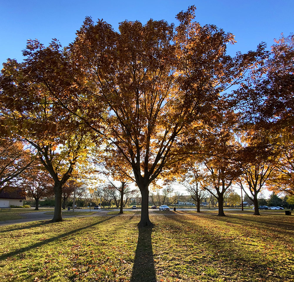 Sunset through autumn leaves at Kulwicki Park, Greenfield.