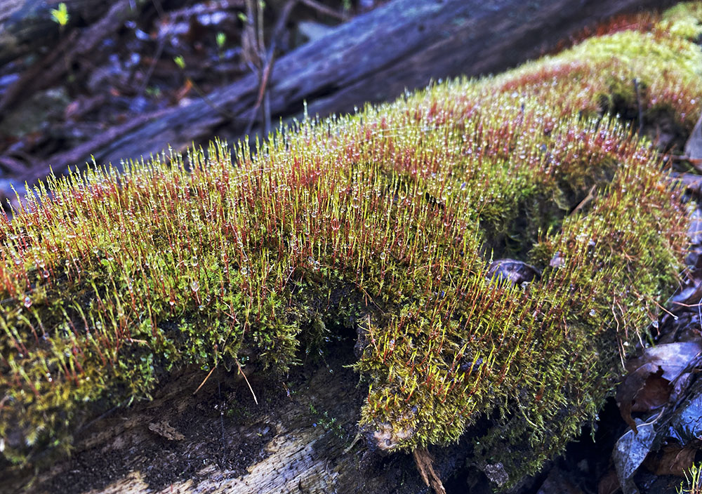 Moss glistening with the morning dew.