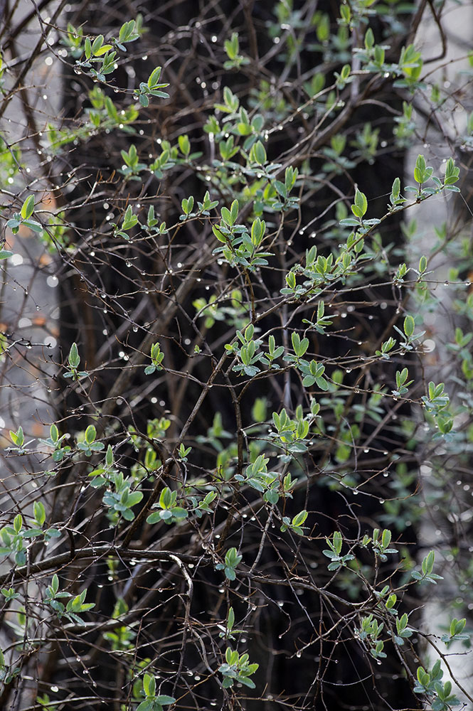 Budding foliage.