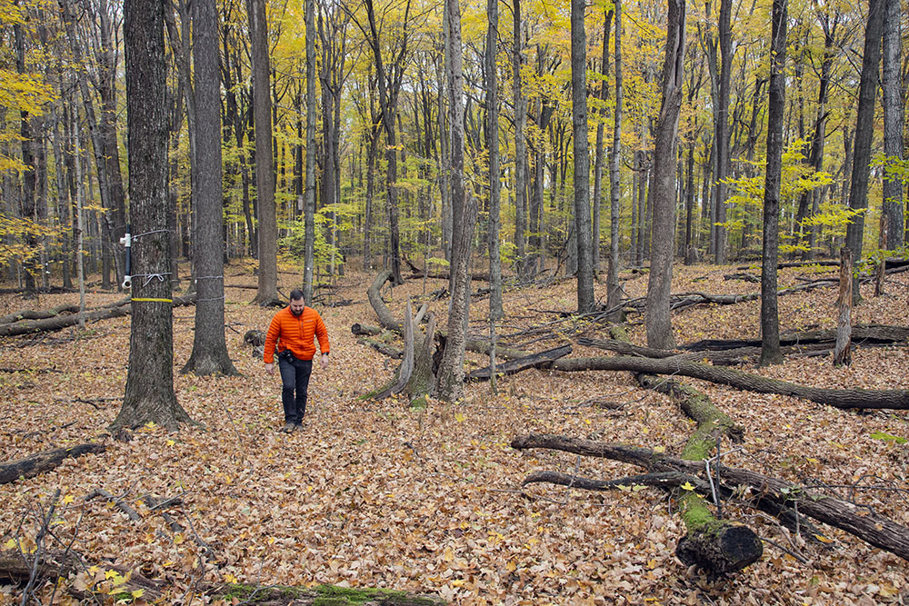 Cedarburg Maple-Beech State Natural Area, Ozaukee County. 