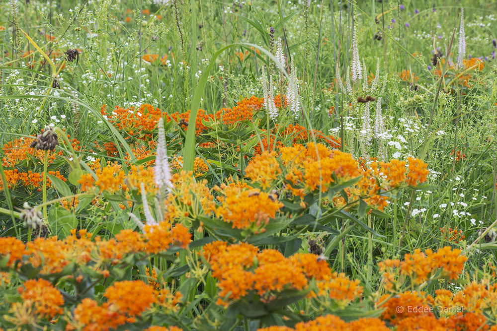 Chiwaukee Prairie State Natural Area, Kenosha County