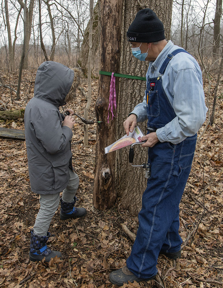 Drilling a hole with a traditional hand drill for a spile.