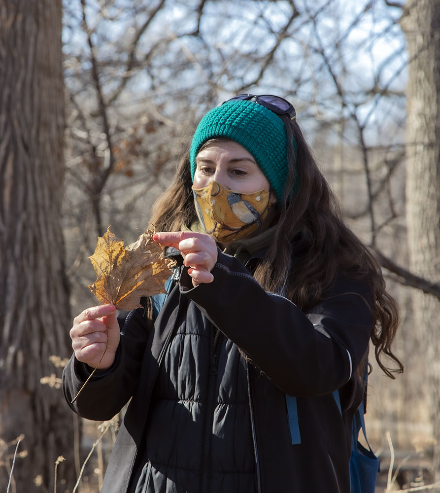 Tory Bahe of UEC demonstrates how to identify a maple leaf.