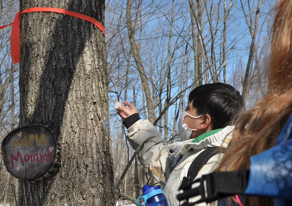  Tasting Sugar Maple sap at Riveredge Nature Center.  