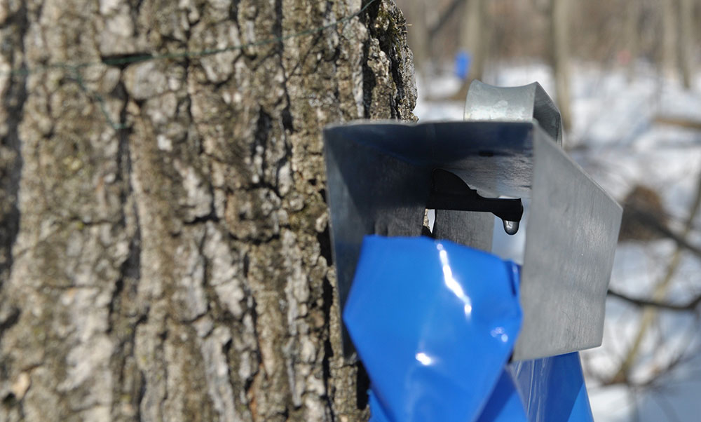 Sweet goodness dripping from a Sugar Maple at Riveredge Nature Center. 