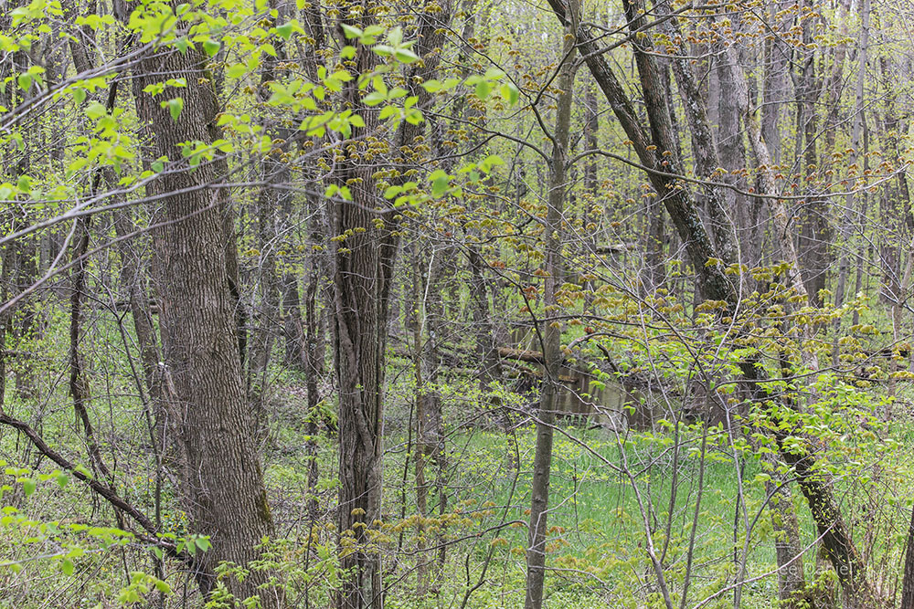 Renak-Polak Maple-Beech Woods State Natural Area, Racine County