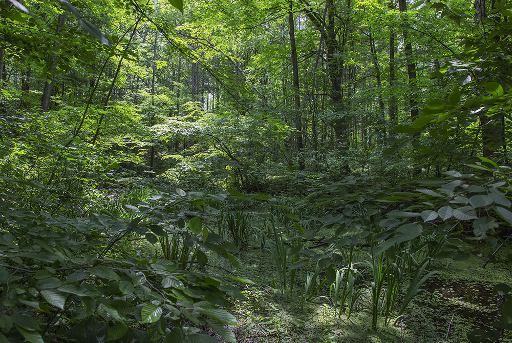 Shady Lane State Natural Area, part of Hawthorne Hills County Park, Ozaukee County