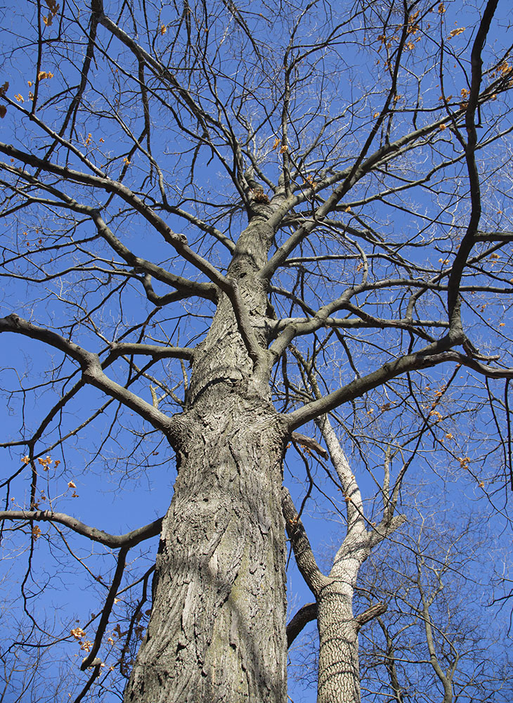 Sugar Maple with opposite branching.
