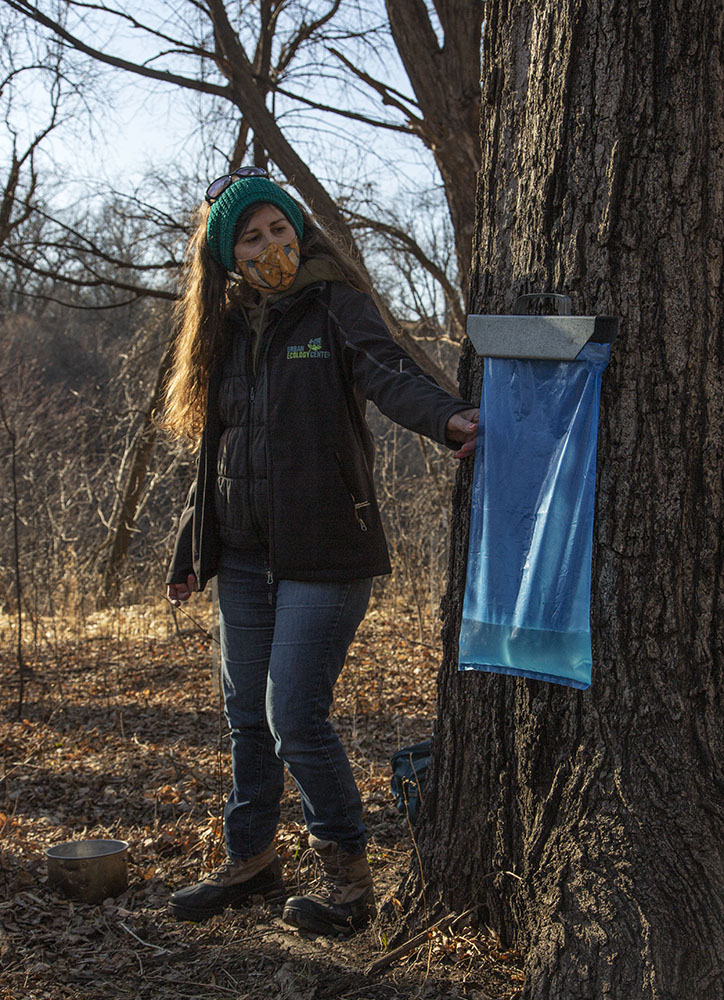 Tory Bahe of Urban Ecology Center in Riverside Park with sap collection bag on Sugar Maple.