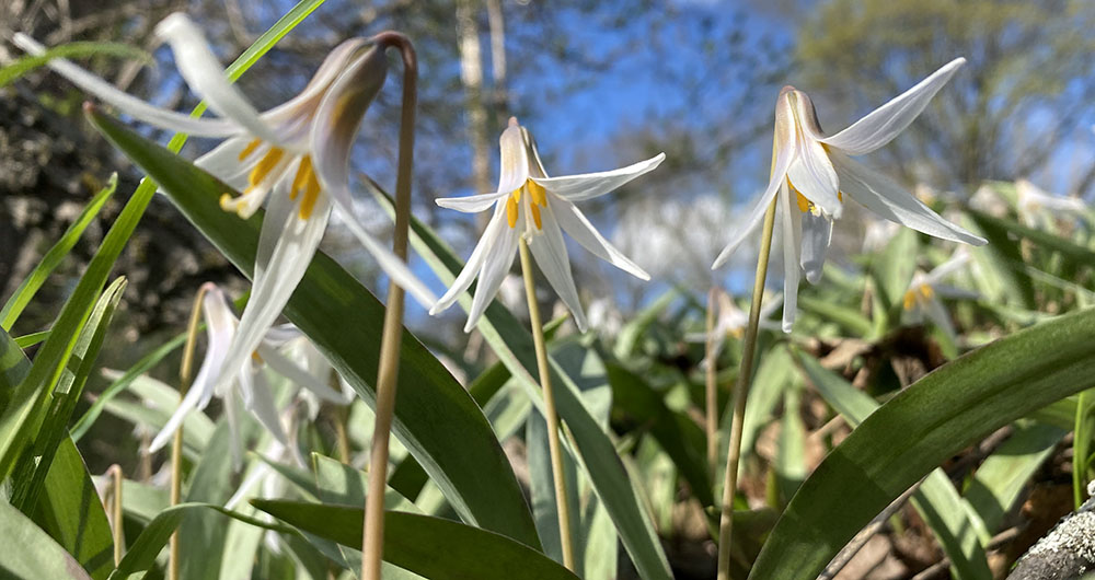 Trout lilies on Menomonee River Parkway