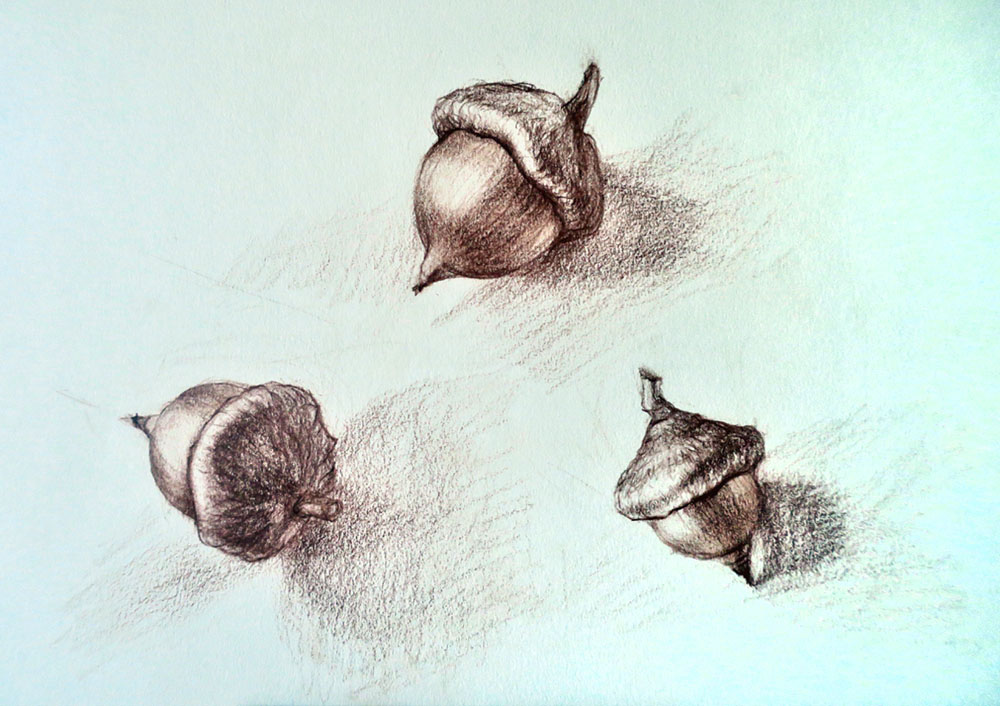 Fitzsimmons, Autumn Forest Floor, Acorns. Terracotta pencil on paper, 7x9. 2020.