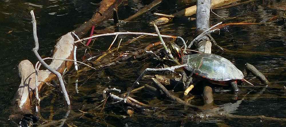 painted turtle by river