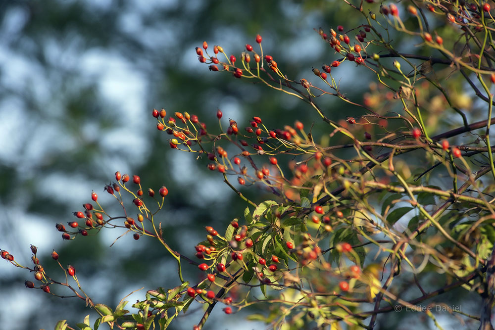 Berries