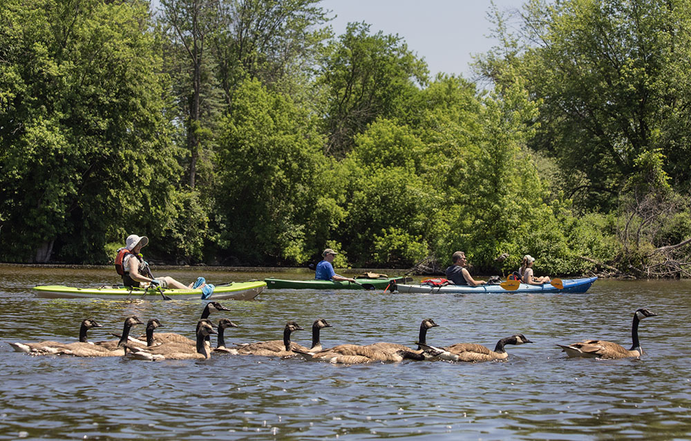 A family of Canada geese give us an escort.