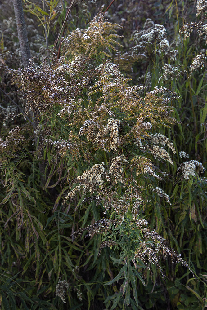 Goldenrod gone to seed