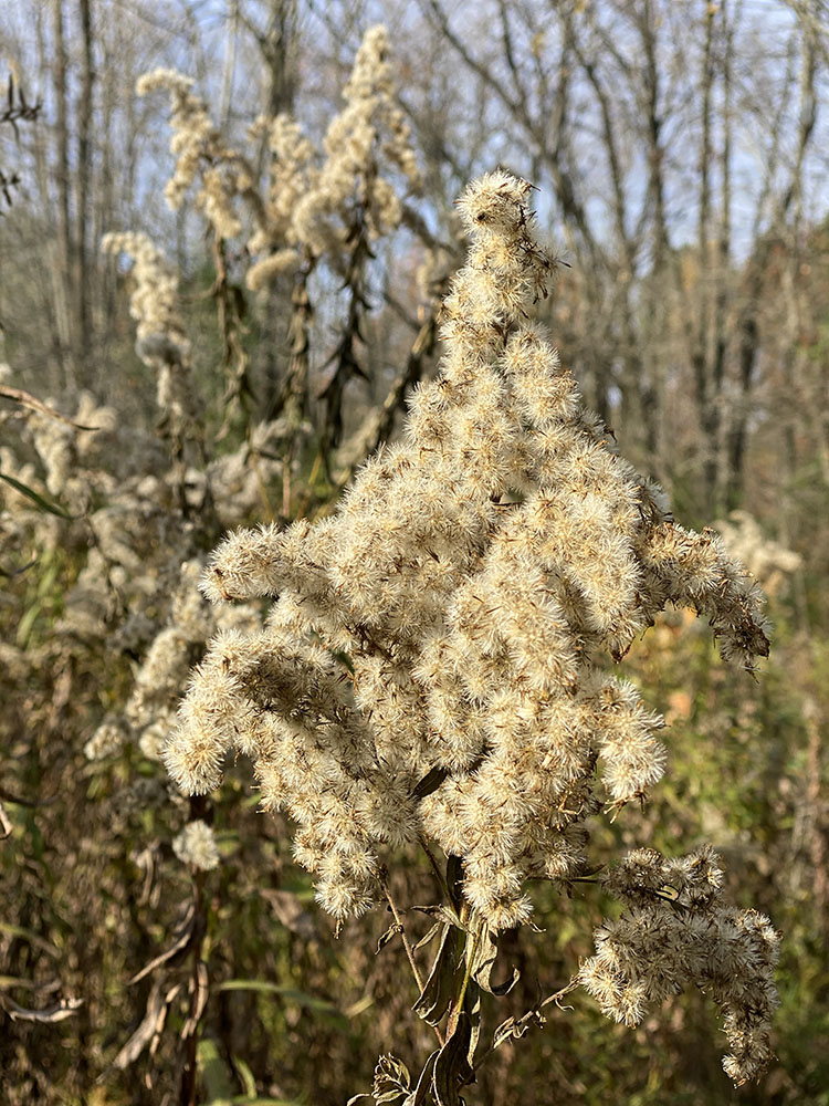 Goldenrod fluff