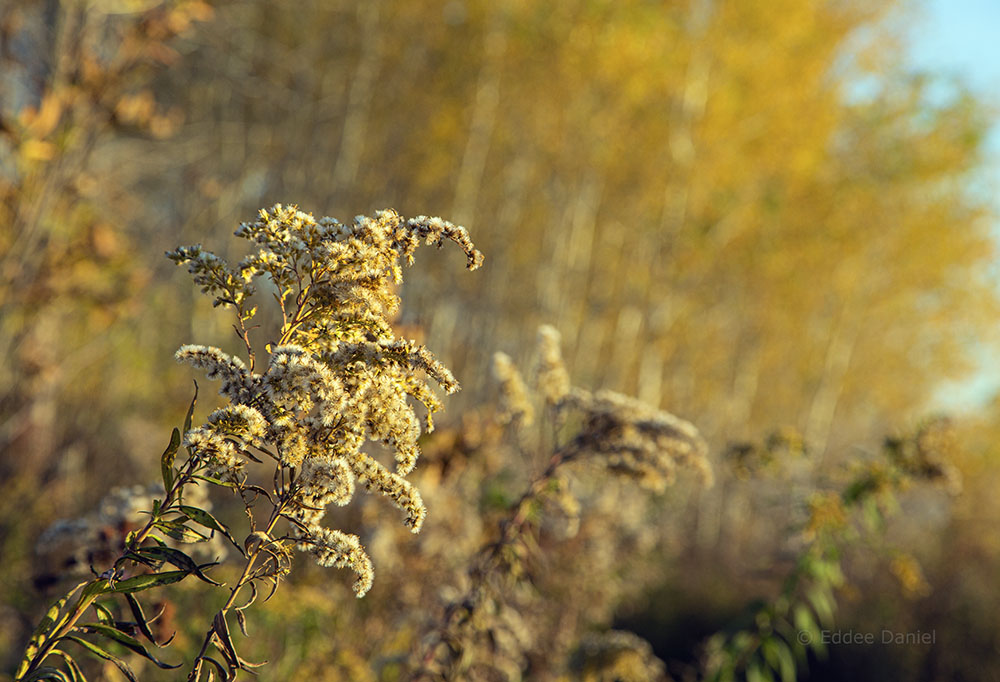 Goldenrod and golden glow