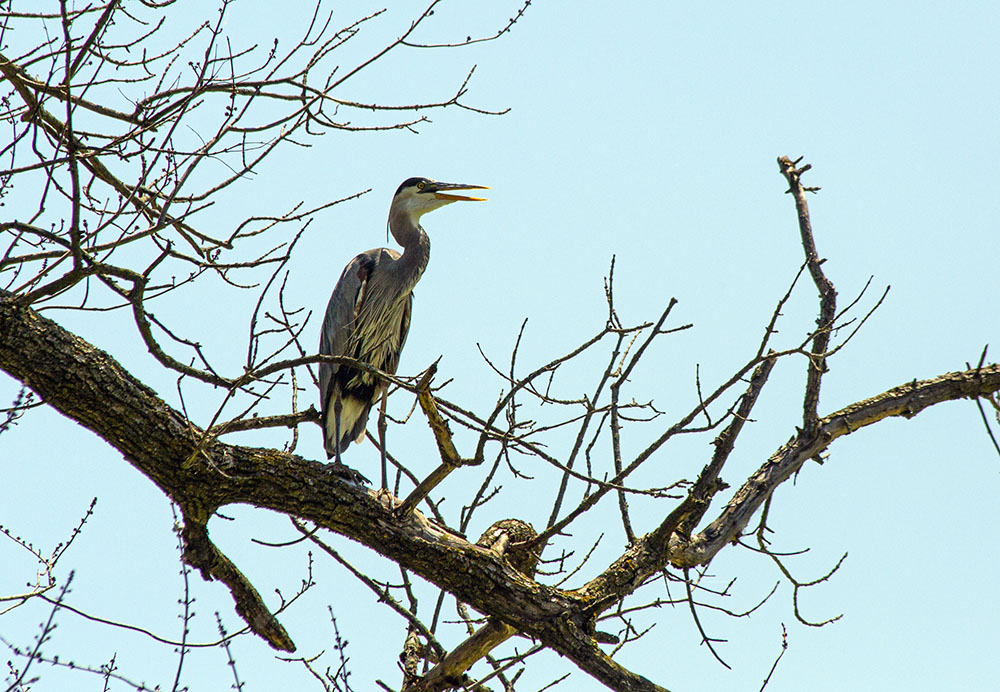 A great blue heron.