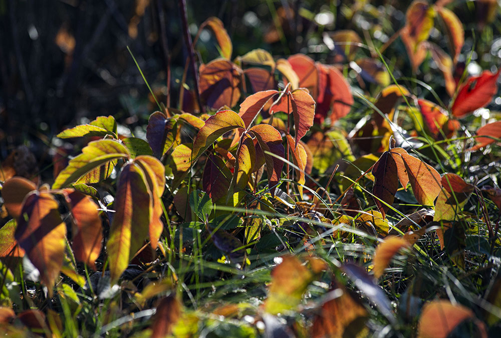 Even the poison ivy is beautiful in dawn light