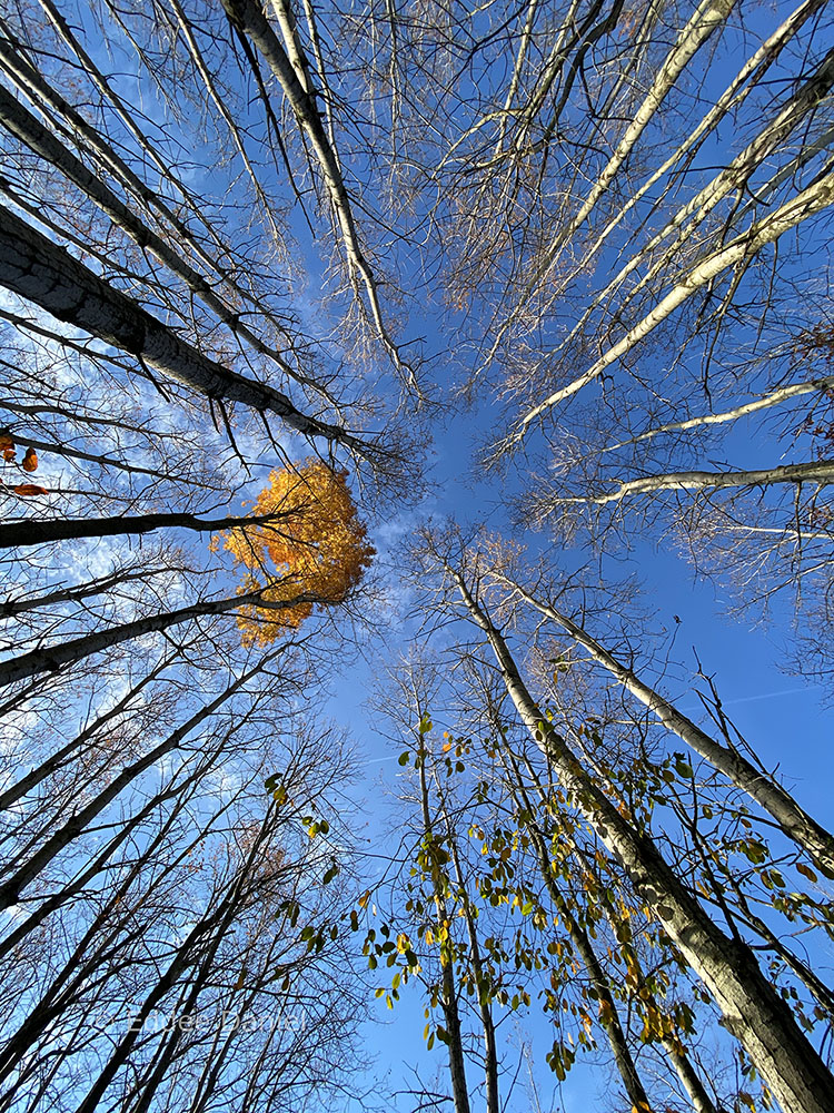 Aspen grove looking up